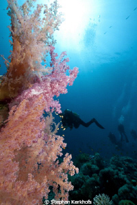 Awsome softcoral taken at Gordon Reef Tiran. by Stephan Kerkhofs 